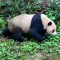 China envía dos pandas gigantes al zoológico de San Diego