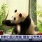 Una panda nacida en Corea del Sur hace su primera aparición en un zoológico de China