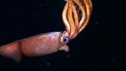 Robots submarinos descubren nueva especie de calamar 