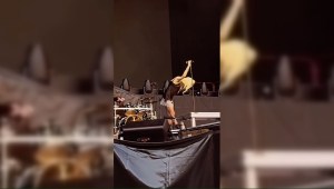 Video capta el momento en que Taylor Momsen es mordida por un murciélago