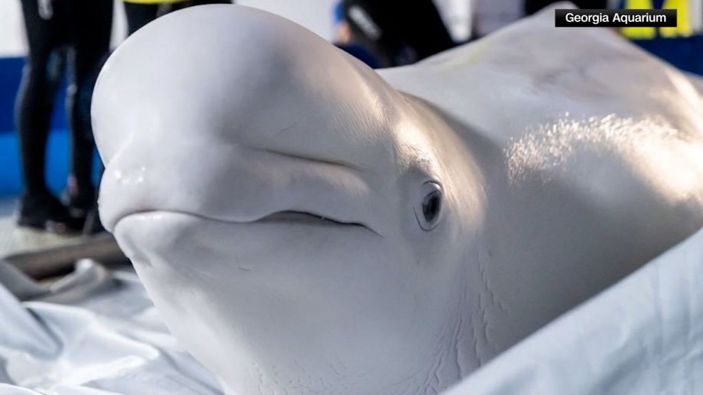 Así rescataron a dos ballenas beluga de Ucrania