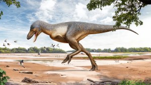 La reconstrucción de un artista de lo que el Museo de Naturaleza y Ciencia de Denver ha denominado "Teen Rex". Una exposición sobre este raro descubrimiento se inaugurará el 21 de junio en el museo. (Cortesía del Museo de Naturaleza y Ciencia de Denver)