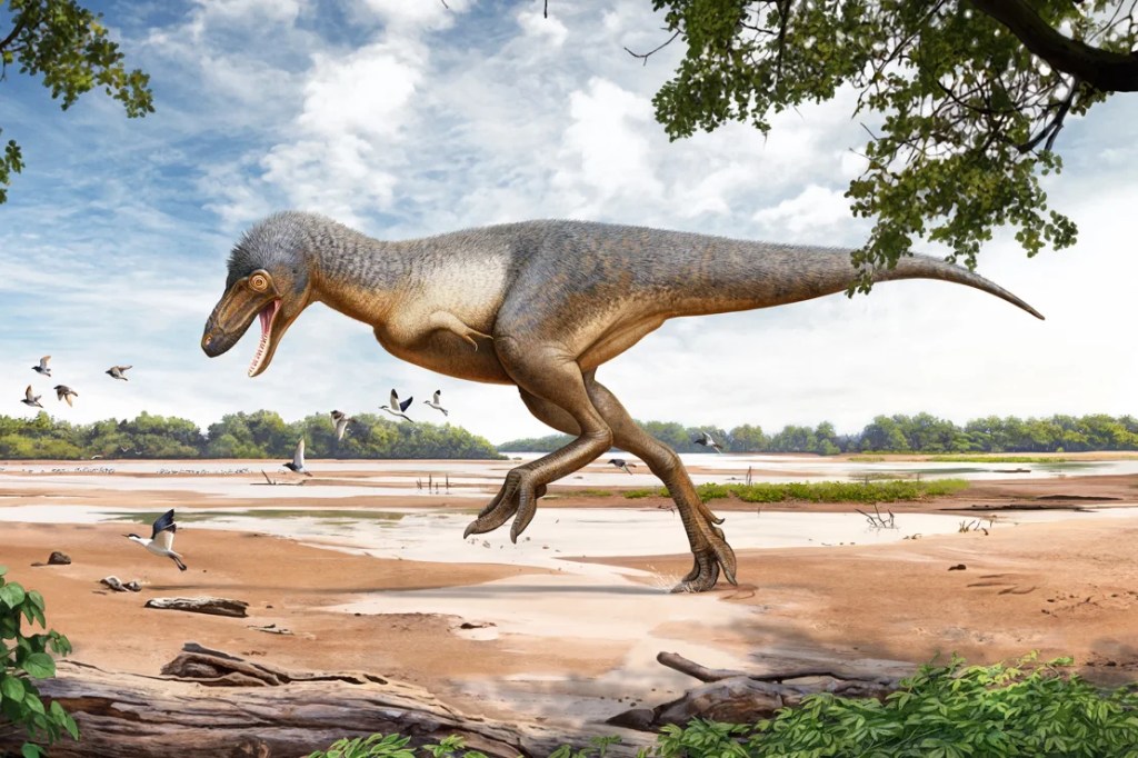 La reconstrucción de un artista de lo que el Museo de Naturaleza y Ciencia de Denver ha denominado "Teen Rex". Una exposición sobre este raro descubrimiento se inaugurará el 21 de junio en el museo. (Cortesía del Museo de Naturaleza y Ciencia de Denver)