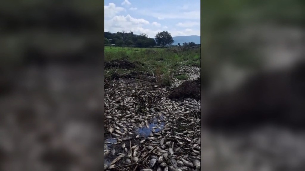 Impactantes imágenes muestran la masiva muerte de peces en un río en Jalisco