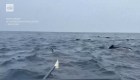 Manada de ballenas se acerca a un remero en el océano Atlántico