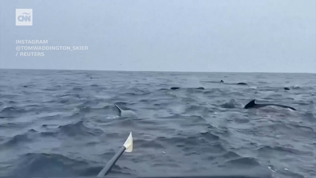 Manada de ballenas se acerca a un remero en el océano Atlántico