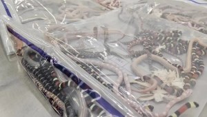El hombre llevaba 104 serpientes vivas cuando fue detenido. (Crédito: aduanas de Shenzhen)