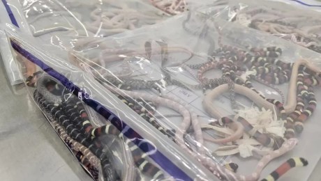 China | Sorprenden a un hombre con más de 100 serpientes en su pantalón (+Video)