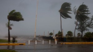Palmeras se mecen al paso del viento y la lluvia del huracán Beryl el 3 de julio de 2024, en Kingston, Jamaica. (Crédito: Joe Raedle/Getty Images)