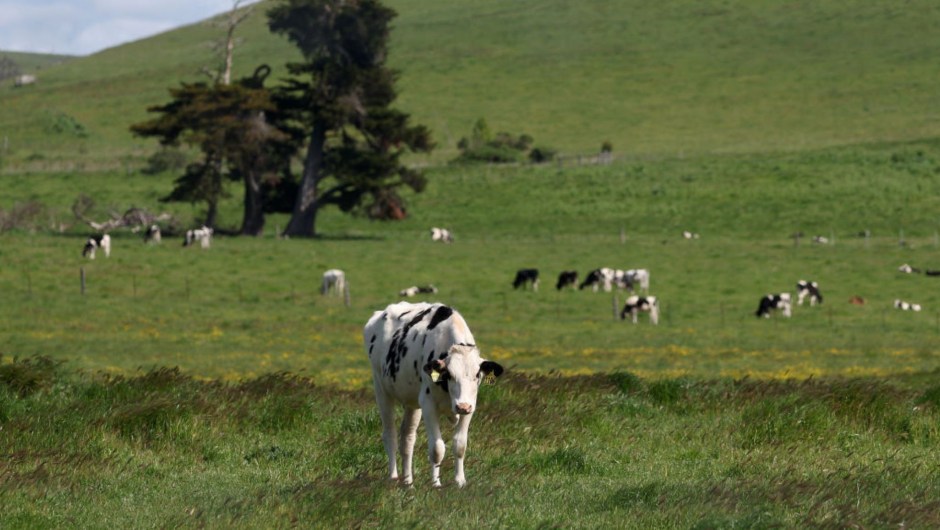 Vacas pastan en un campo en una granja lechera el 26 de abril de 2024 en Petaluma, California. (Foto: Justin Sullivan/Getty Images)
