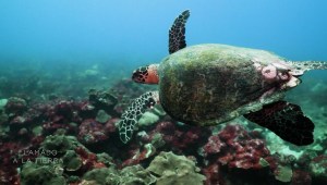 Protección de tortugas marinas en Barbados
