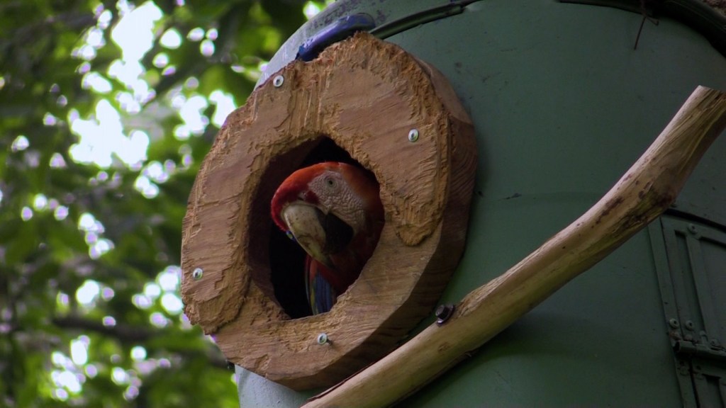 El plan para salvar las guacamayas rojas en Honduras