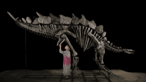 Esqueleto de Stegosaurus fue vendido por US$ 44,6 millones