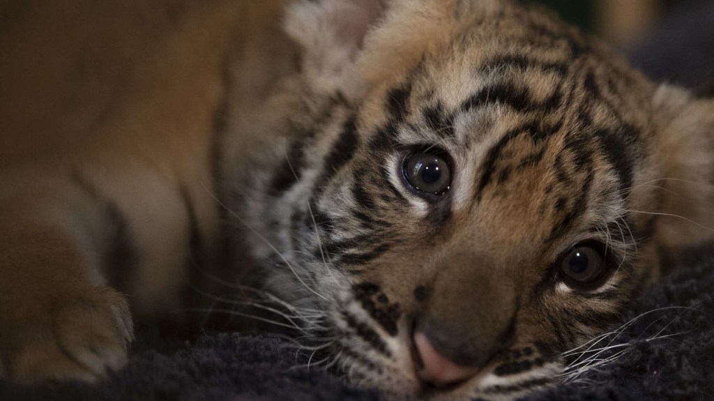 Nacen ocho tigres de bengala y siberianos en Rusia el mismo día