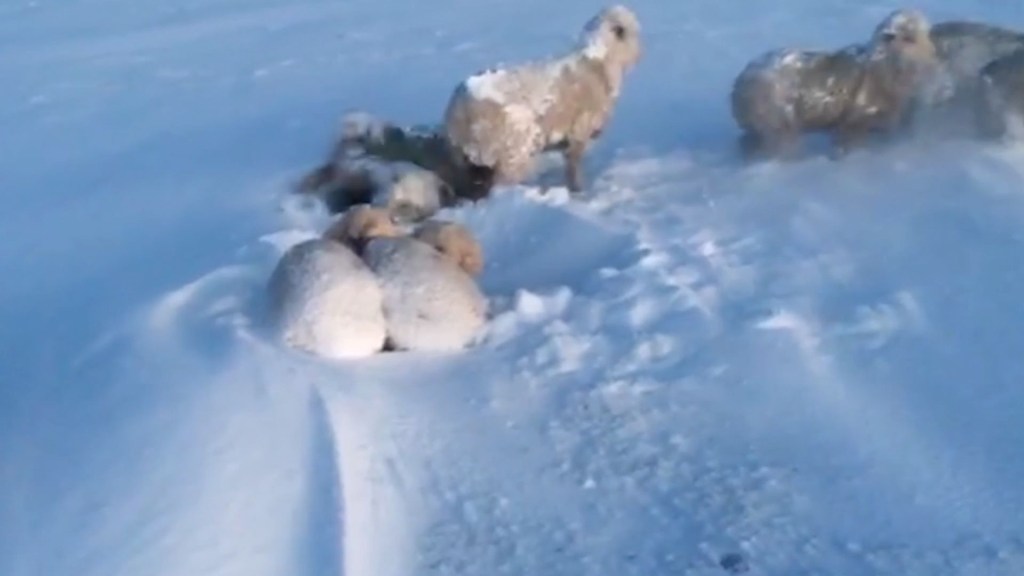 Alertan que por la ola de frío en Argentina, millones de ovejas están en riesgo