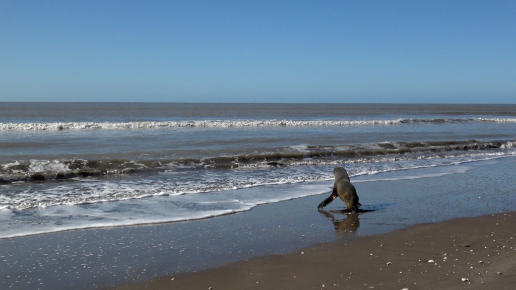 Así liberaron a un lobo marino que había sido rescatado en el delta argentino