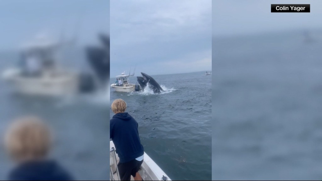 Una ballena salta del océano y voltea un barco que transportaba pasajeros