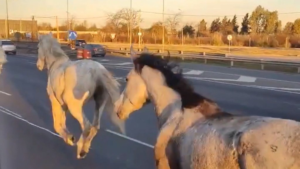 Caballos sueltos sorprenden a conductores en una autopista de Buenos Aires
