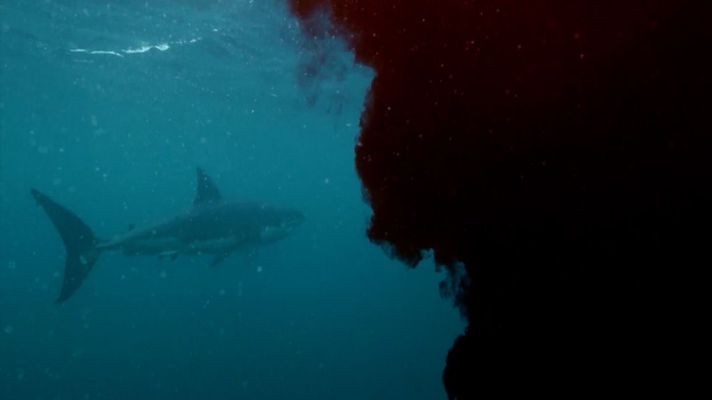 Científicos liberan 757 litros de sangre sintética en el océano para atraer a un gran tiburón blanco