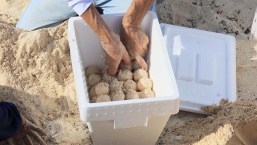 Resguardan huevos de tortuga en Cancún por el huracán Beryl