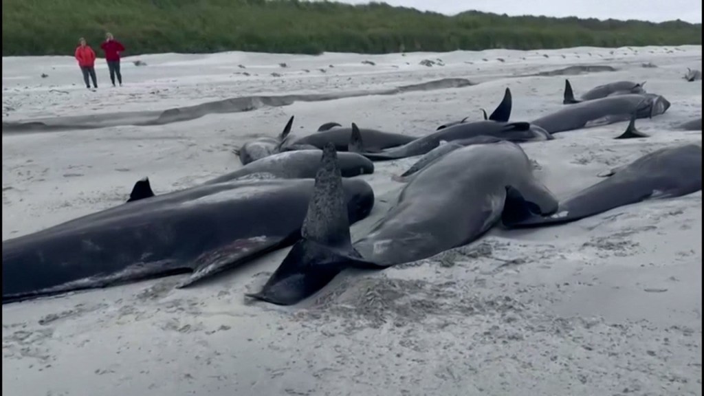 Una manada de ballenas muere varada en una playa de Escocia