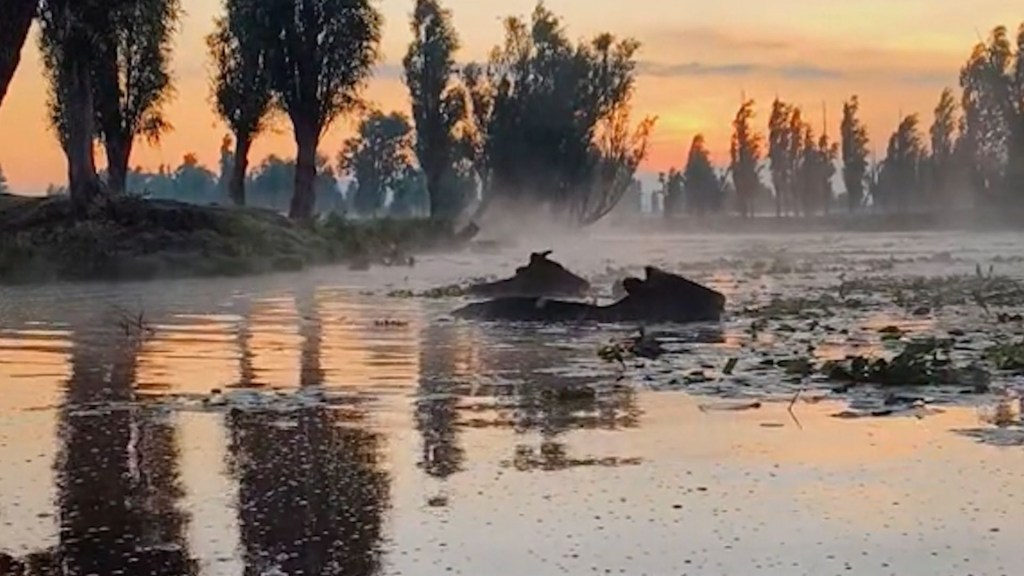 Xochimilco ahora tiene vacas que nadan en los canales