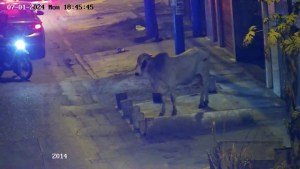 Un toro fugitivo causó pánico en las calles de Perú