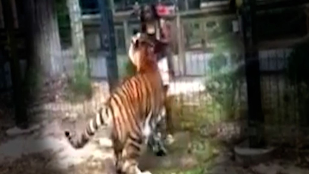 Mujer salta valla de zoológico para tocar a un tigre de Bengala