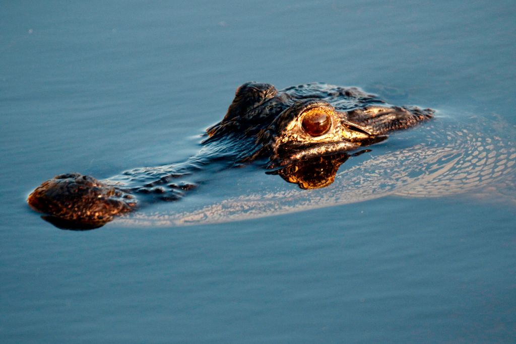 Diez especies salvadas de la extinción que demuestran la capacidad del ser humano de reparar aquello que ha roto GettyImages-1142483379