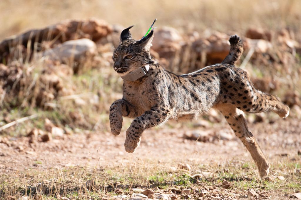 Diez especies salvadas de la extinción que demuestran la capacidad del ser humano de reparar aquello que ha roto GettyImages-1245729481