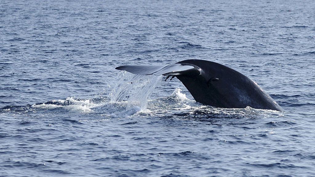 Diez especies salvadas de la extinción que demuestran la capacidad del ser humano de reparar aquello que ha roto GettyImages-137468193