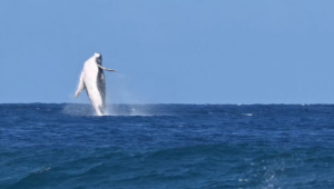 Una ballena dio un espectáculo en la semifinal de surf de los Juegos Olímpicos 2024