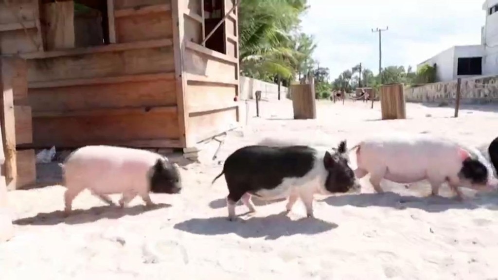 Playa en Progreso, un paraíso con cerditos que atraen al turismo en Yucatán, México