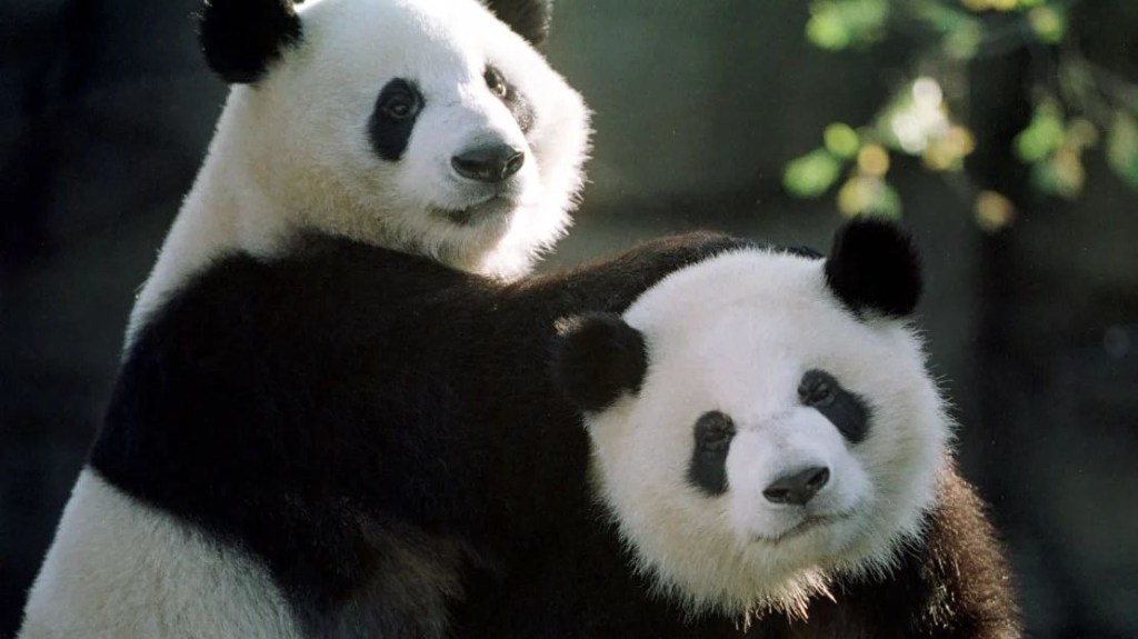 Una nueva pareja de pandas chinos debuta en el Zoológico de San Diego