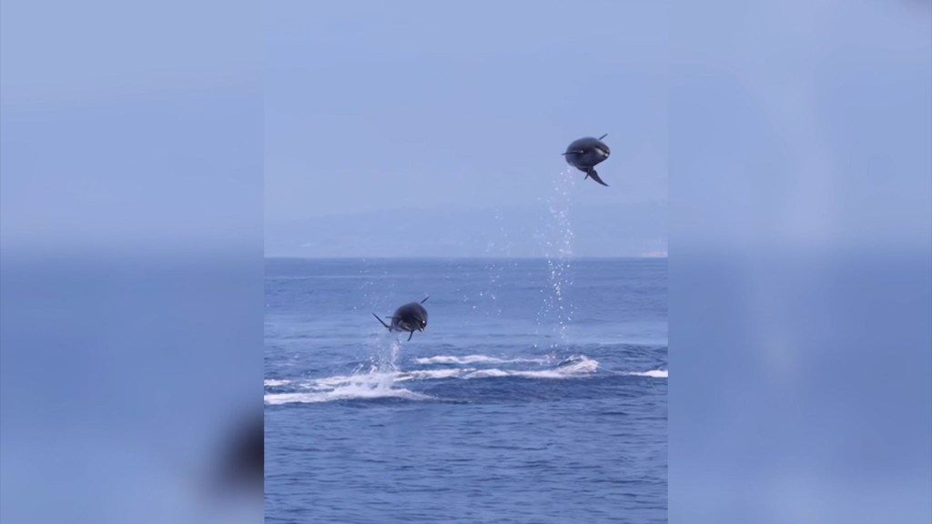 Video muestra a delfines “saltando al estilo Simone Biles” en San Diego