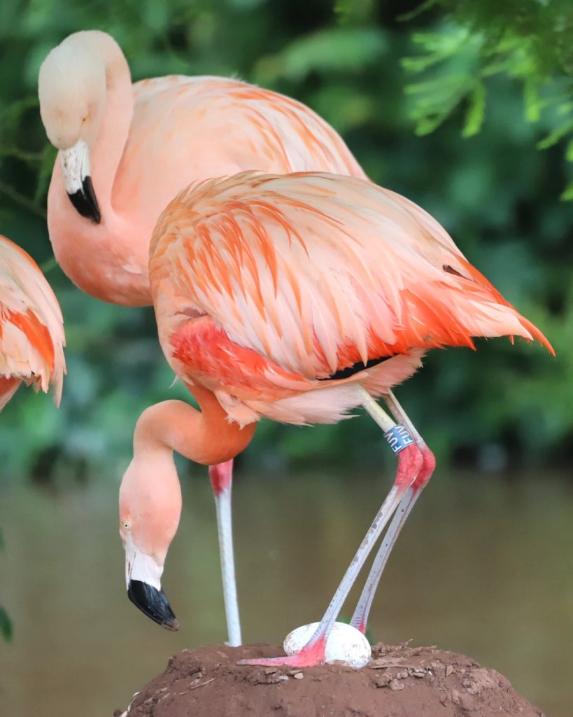 El zoológico ha tenido varias parejas formadas exclusivamente por machos durante las pasadas temporadas de cría. Sin embargo, este año una pareja del mismo sexo tenía un huevo para empollar. Wild Planet Trust