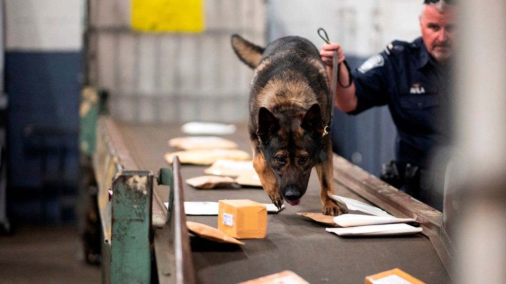 Decomisan 18 kg de droga en el Aeropuerto Internacional de la Ciudad de México