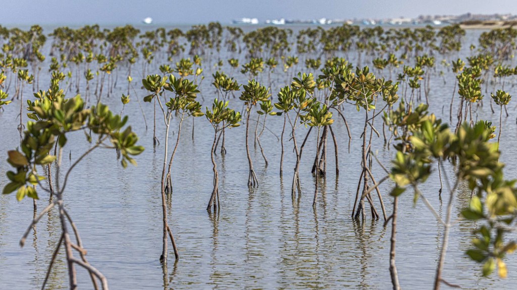 La biodiversidad está en crisis, aseguró experta