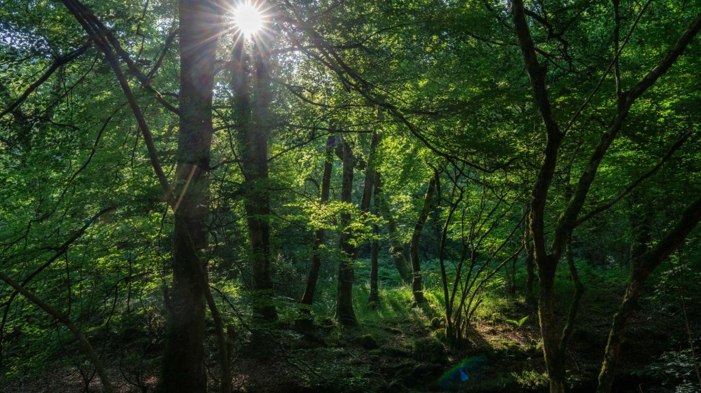 Hay que difundir los bonos de biodiversidad para que crezcan, asegura experta