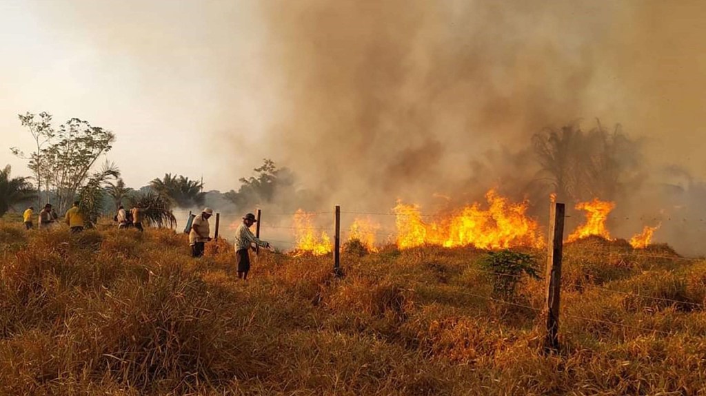 Rescatan animales heridos por los incendios forestales en Bolivia