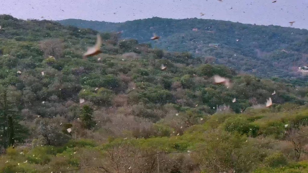 Una "nube" de langostas invadió gran parte de una provincia argentina