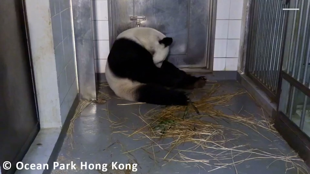 Ying Ying, la osa panda más longeva en dar a luz a gemelos