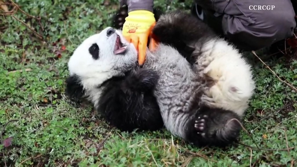 ¡Adorable! Mira cómo estos cachorros de panda juegan con su cuidadora