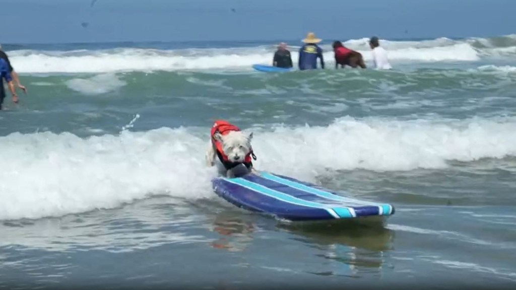 Perros surfistas entrenan en las playas de California