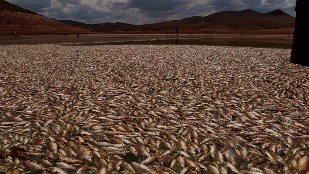 ¿Por qué están llenas de peces muertos las presas de Chihuahua en México?