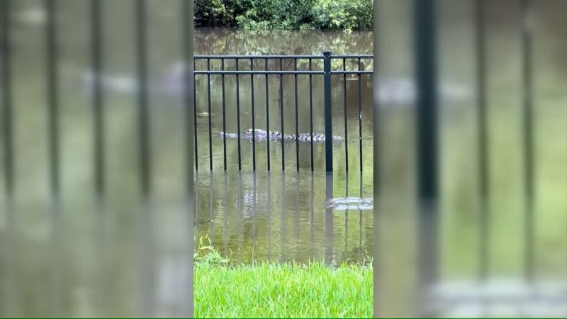 La tormenta tropical Debby causa que caimanes estén nadando en los patios traseros de la gente