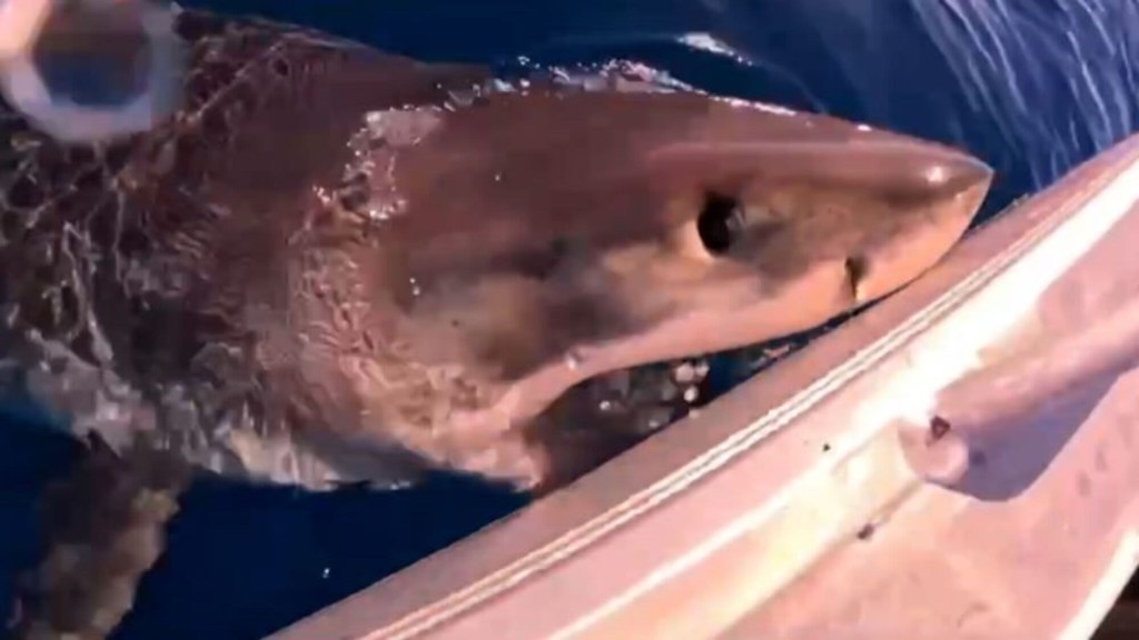 Mira el momento en que un gran tiburón blanco muerde el bote de unos pescadores