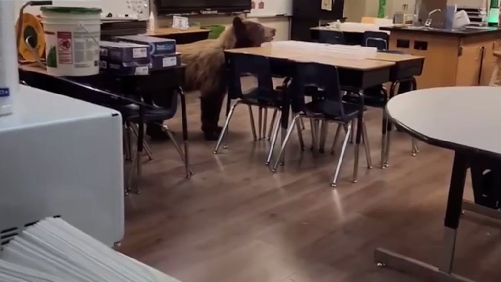 Una profesora encontró un oso deambulando en su aula en California