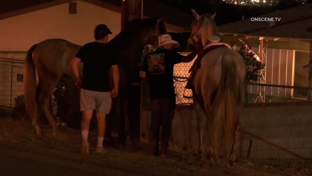 Un hombre sufrió más de 200 picaduras y dos caballos murieron en un ataque de abejas en el sur de California