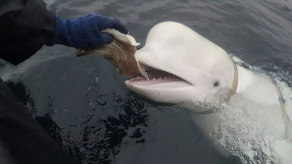 Hallan muerta en aguas de Noruega a una célebre ballena "espía rusa"